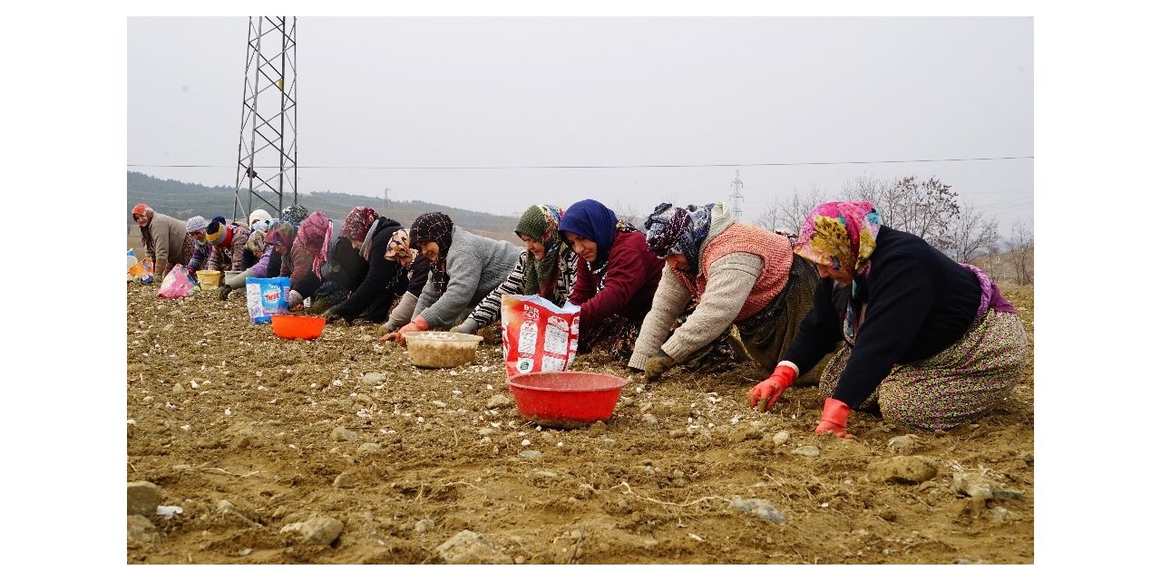 Kastamonu’da 22 bin dönüm alana sarımsak ekildi