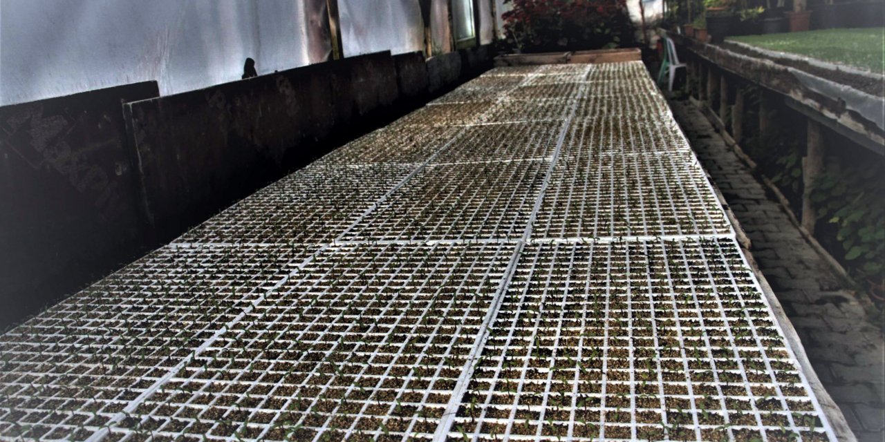 Beypazarı Belediyesi seralarında yaza hazırlık çalışması