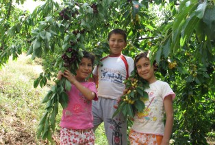 Hadim'de kiraz alımları hızlandı