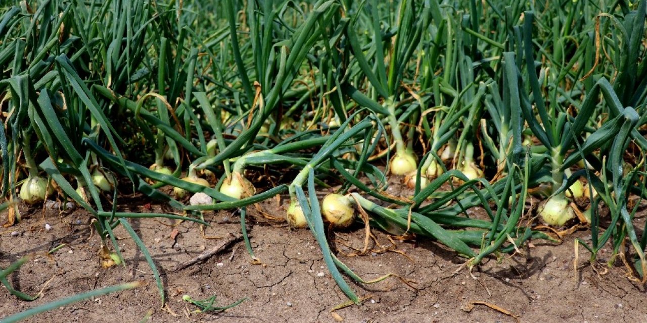 Soğana ihracat izni çıkmazsa fiyatlar düşecek