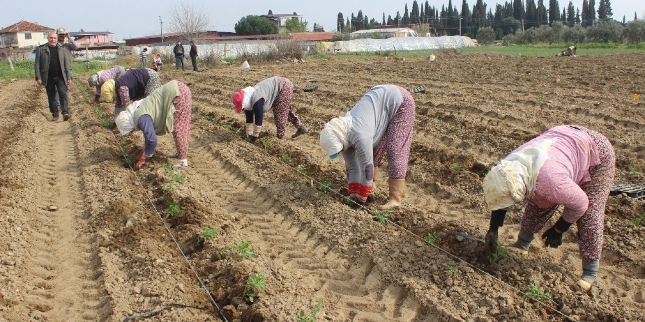 Salihli Ovası’nda “Kırmızı Altında” dikim zamanı