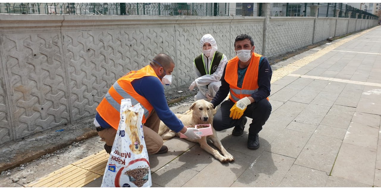 Diyarbakır Büyükşehir Belediyesi sokak hayvanlarına mama dağıtıyor