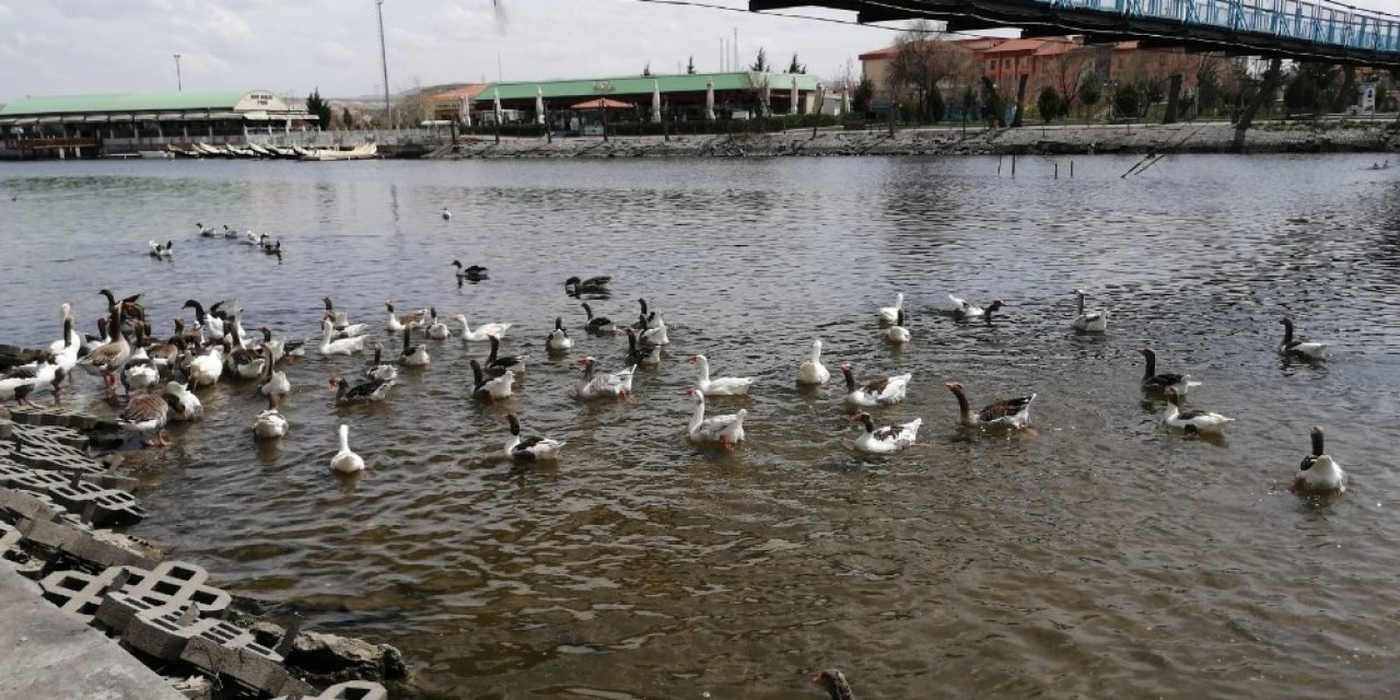 Kızılırmak’ta bulunan kazlardan çalan şüpheli yakalandı