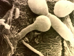 Afrika'dan gelecek büyük tehlike!