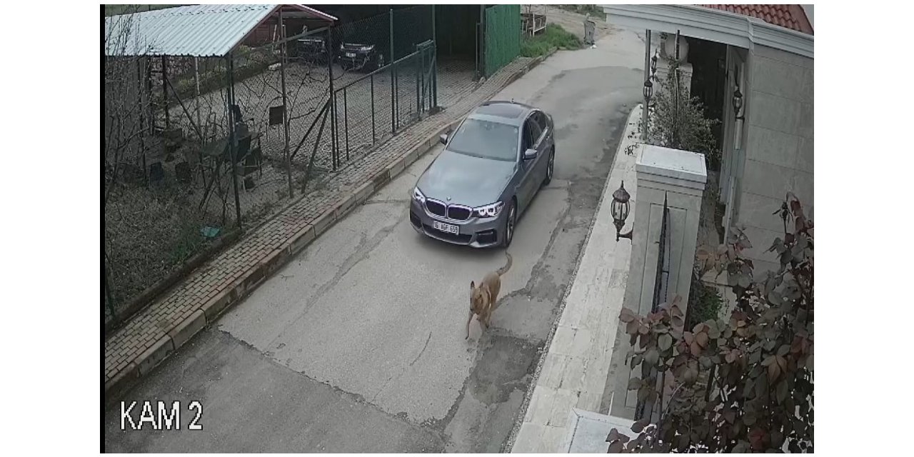 Lüks otomobiliyle kovaladığı sokak köpeğine kurşun yağdırdı