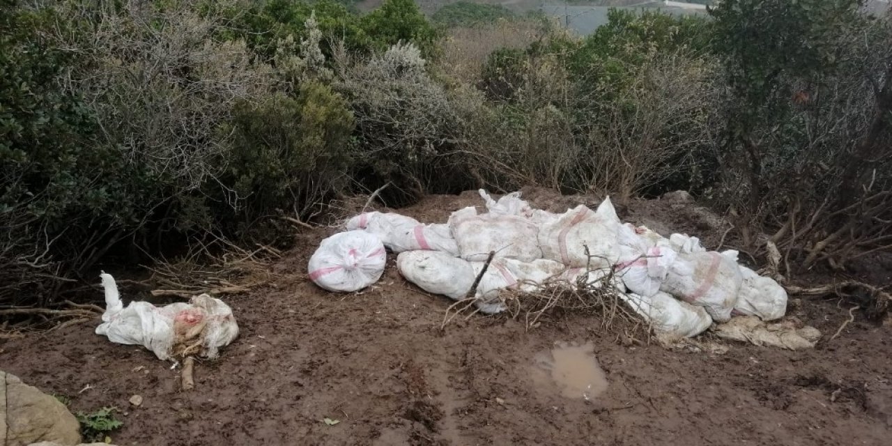 Tavuk ölülerini çuvala koyup araziye attılar