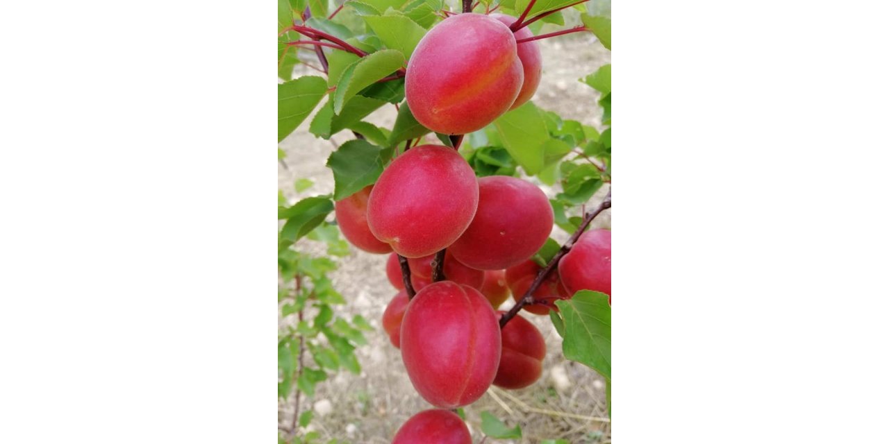 Kayısıda sezon heyecanı