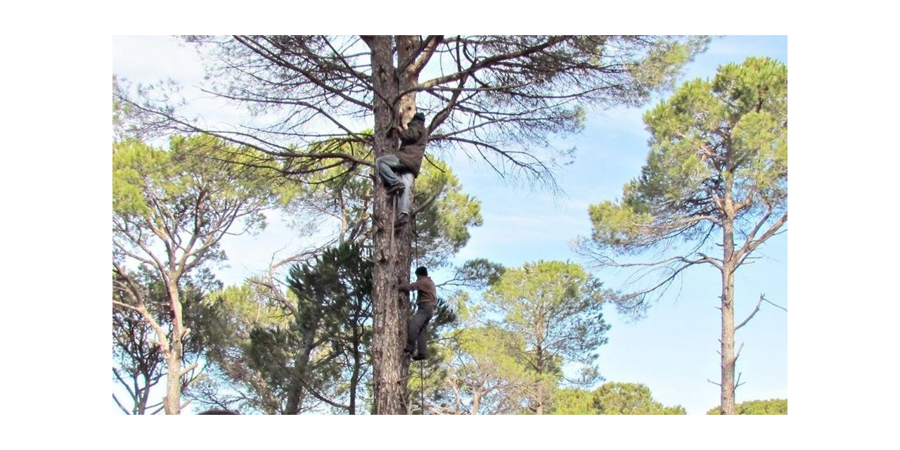 Ölüm riskiyle iç içe yaşayan kozalak emekçilerine teknik destek verilmeli