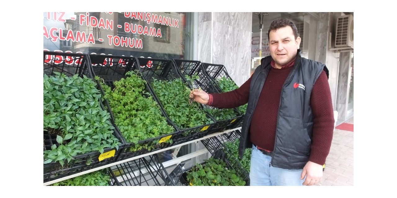 Burhaniye’de sebze meyve dikimine başlandı