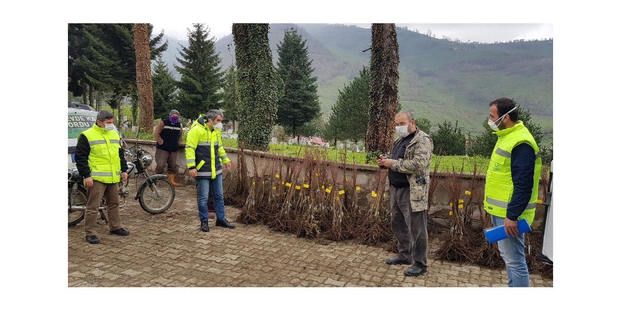 Ordu’da kestane üretimi başlıyor