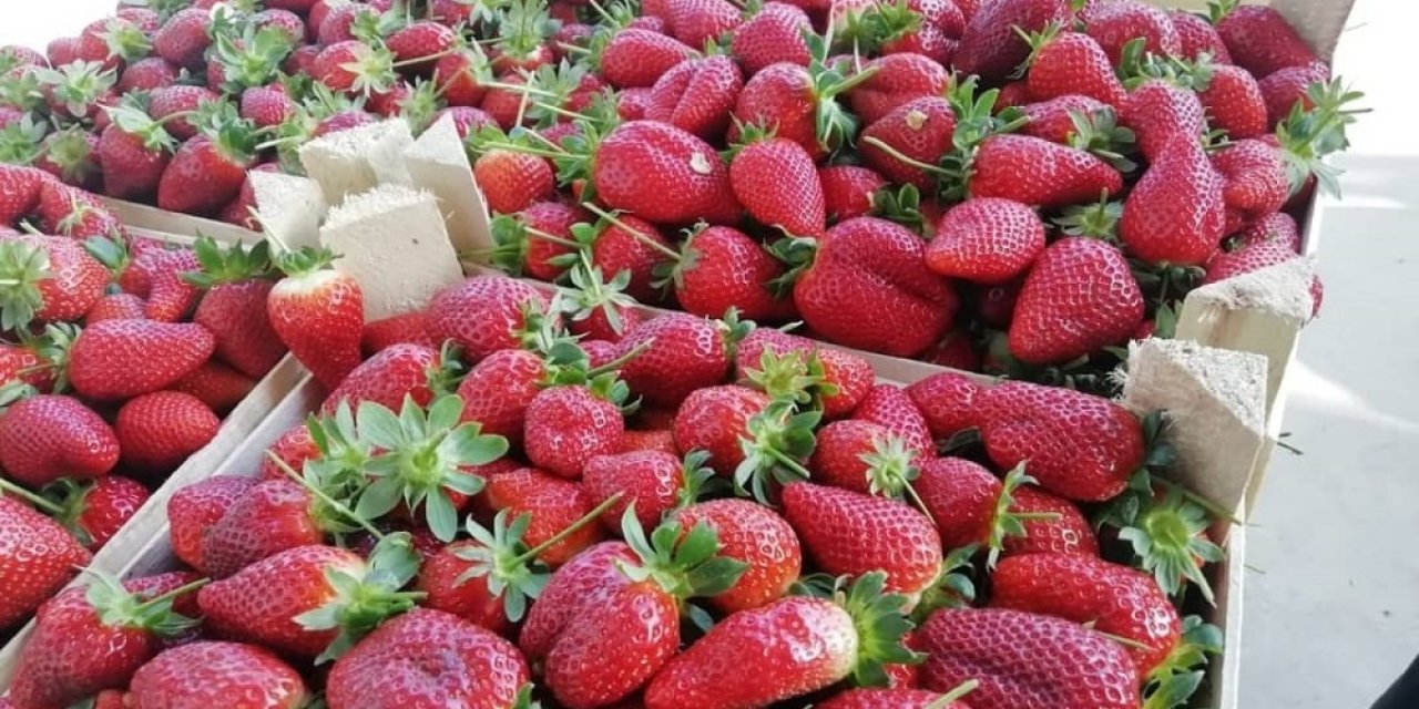 Aydın’da çilek üreticilerinin sorunları çözülecek