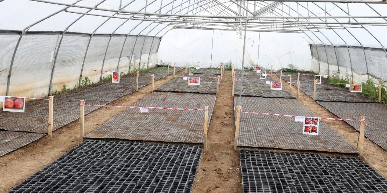 Van Büyükşehir Belediyesinden yerli tohum atağı