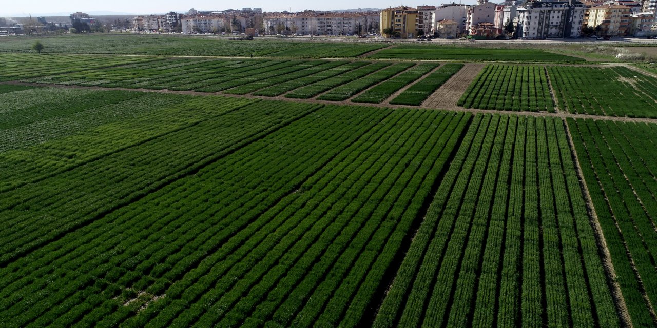 Trakya'daki yağışlar üreticinin umutlarını yeşertti