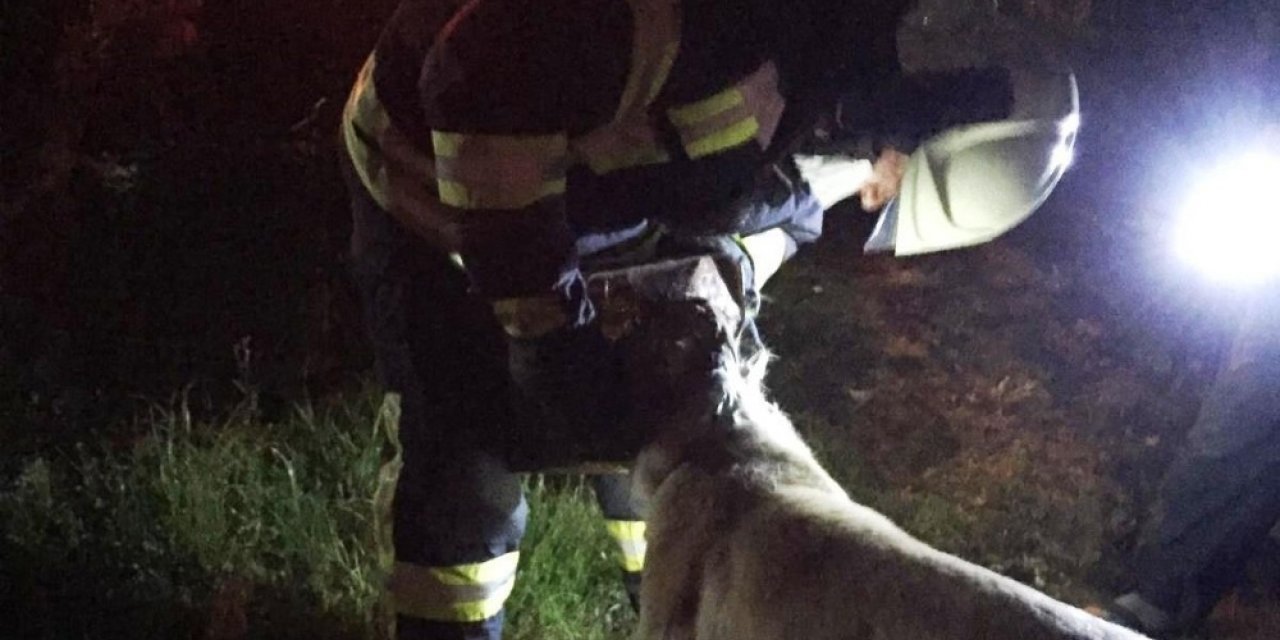 Başı tenekeye sıkışan köpeğin imdadına itfaiye yetişti