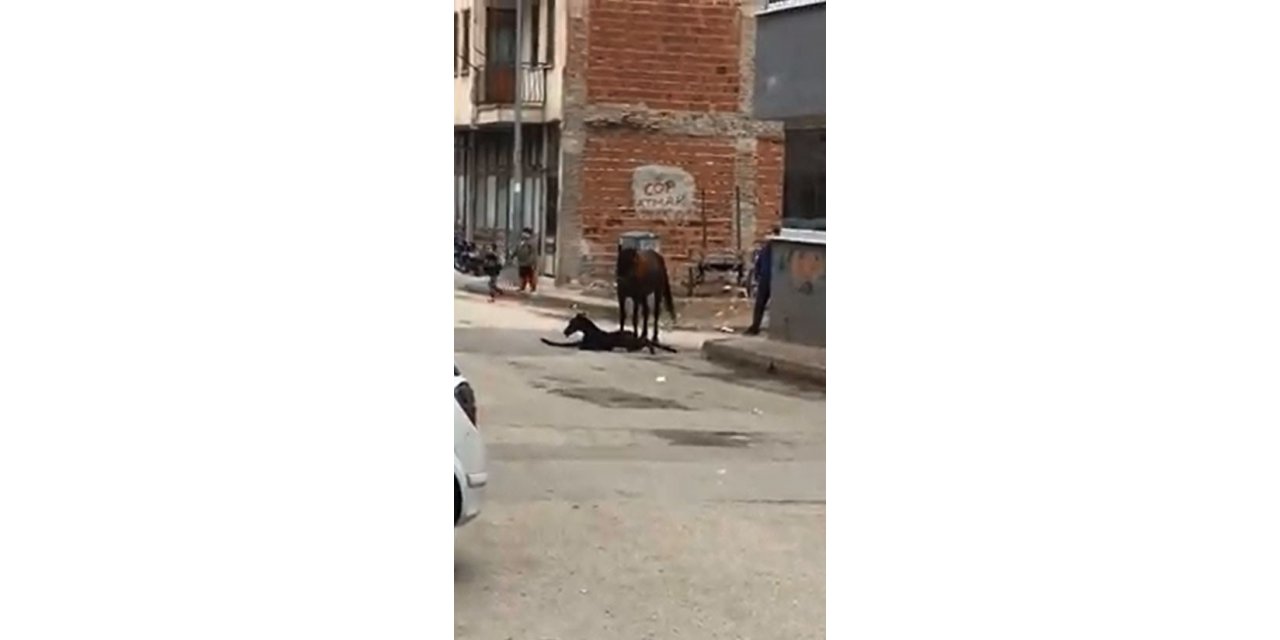 Sokak ortasında doğum yaptı