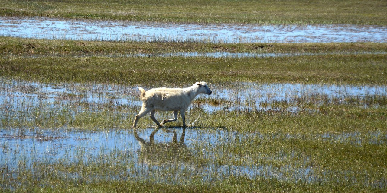 Besiciler "mera sevinci" yaşıyor