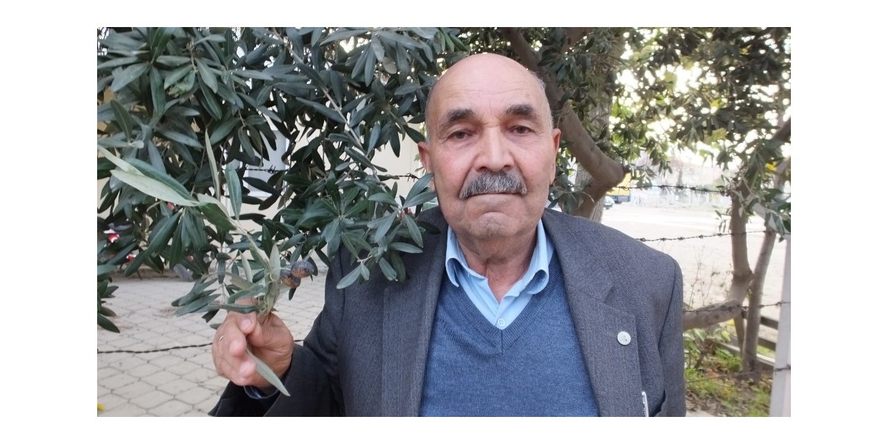 Edremit körfezindeki zeytin üreticileri ilaçlama bekliyor