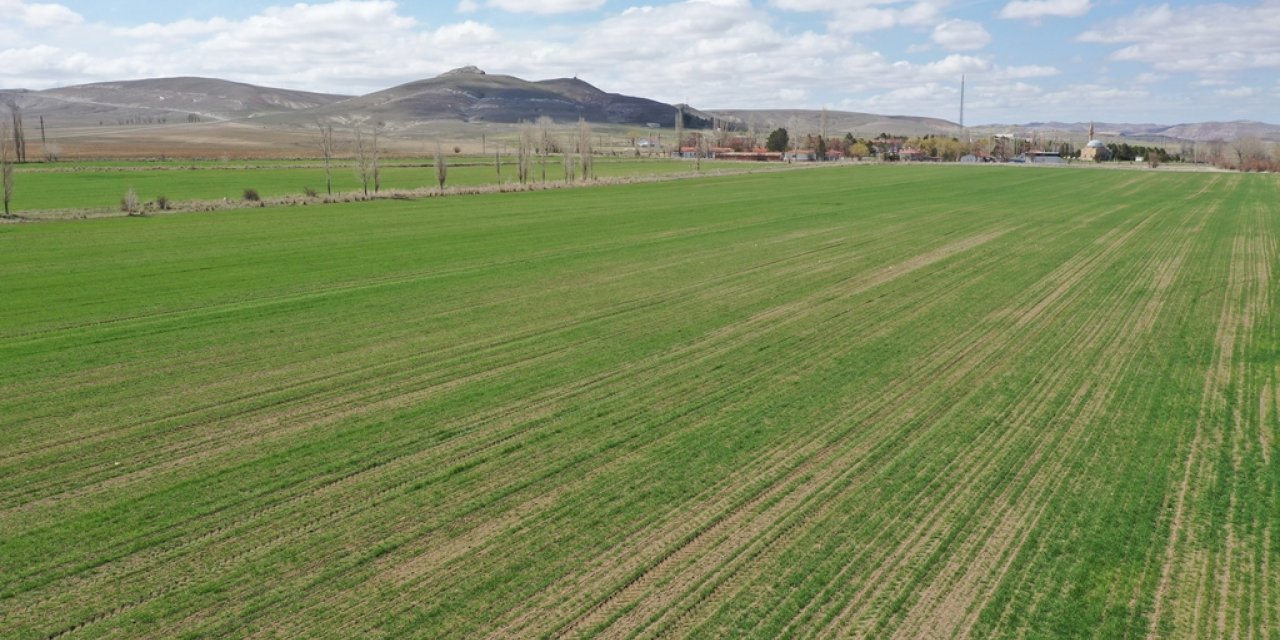 Sivas'ta zeron buğdayı üretimi yaygınlaştırılacak