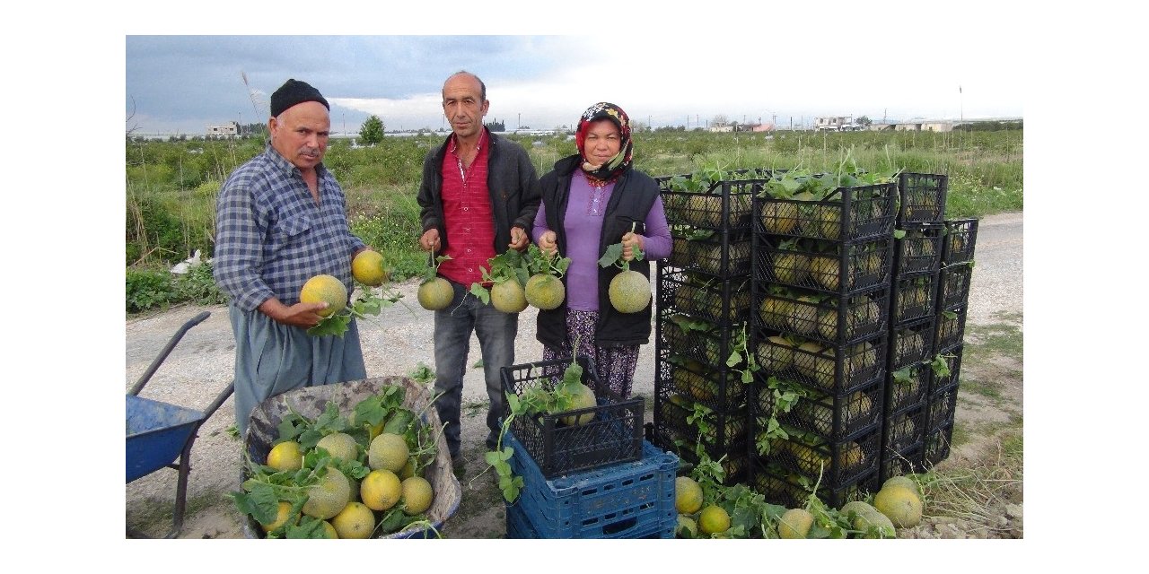 Silifke’de örtü altı kavun hasadı başladı