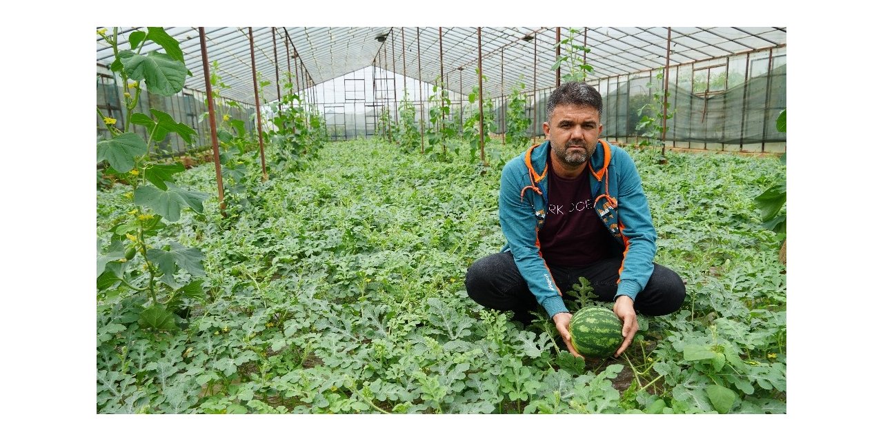 Organik sera karpuzunda hasat heyecanı