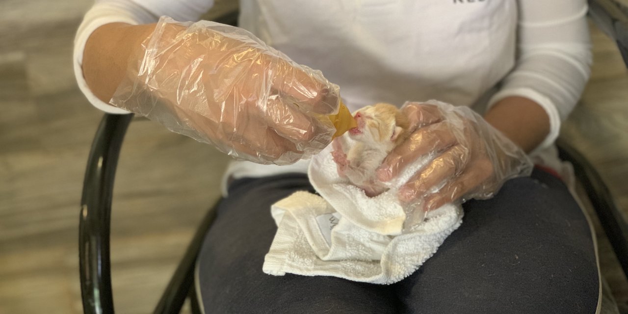 Pakistan'da Kovid-19 nedeniyle kapatılan petshoplarda hayvanlar ölüme terk edildi