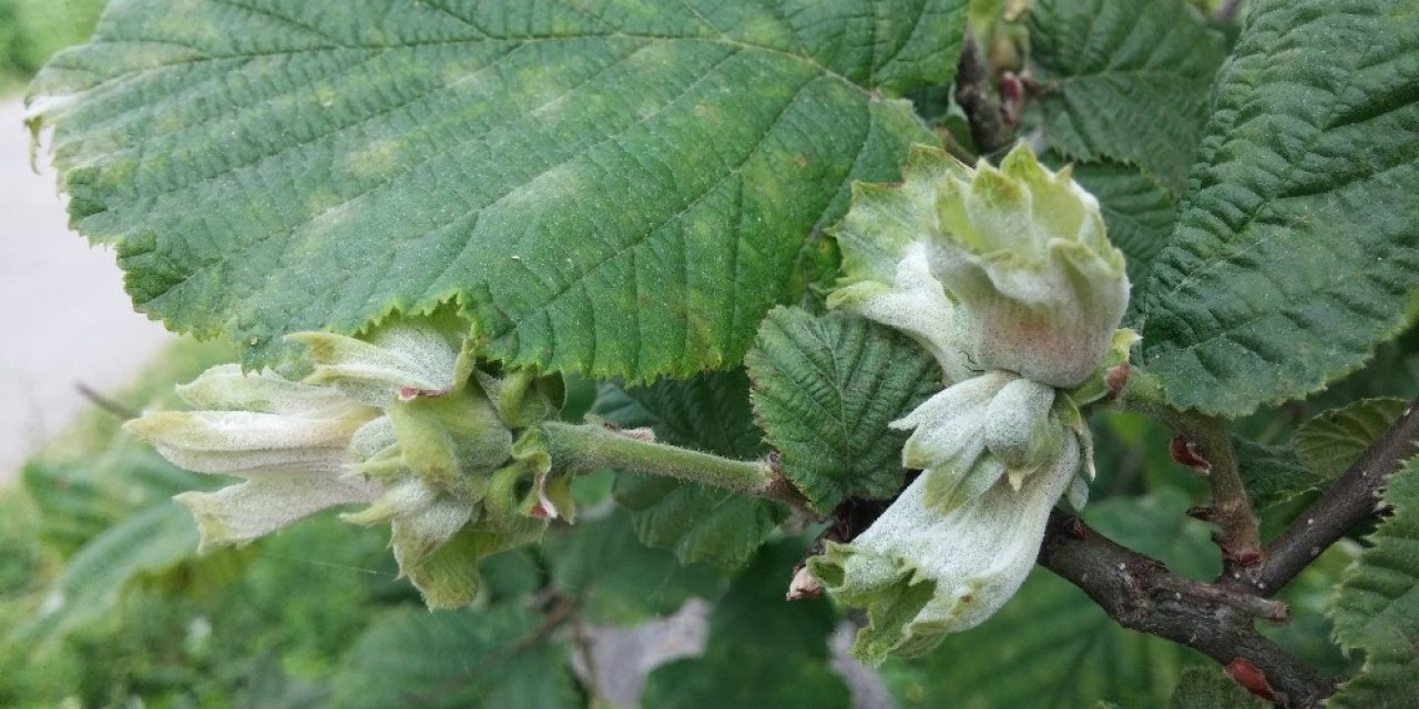 Üreticilere fındıkta külleme hastalığına karşı uyarı