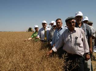 Konya Ovası'nda kanola hasadı