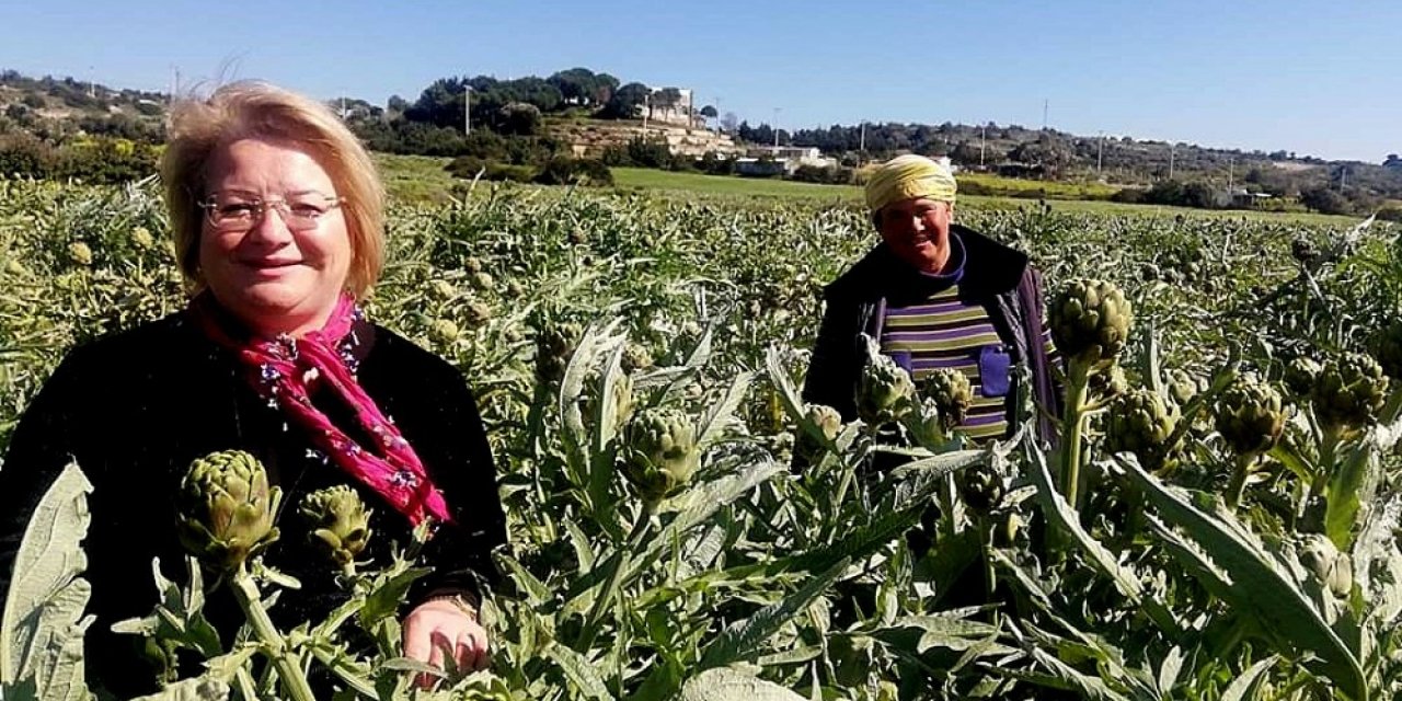 Çeşme’nin sakız enginarını tarladan tüketiciye ulaştırıyorlar