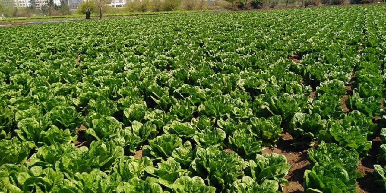 ÇKS belgeli Kilisli çiftçiler arazilerine gidebilecek