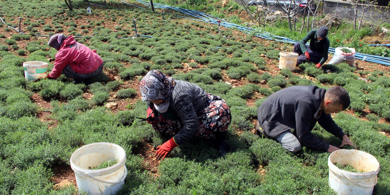 Zahter diyarında hasat vakti