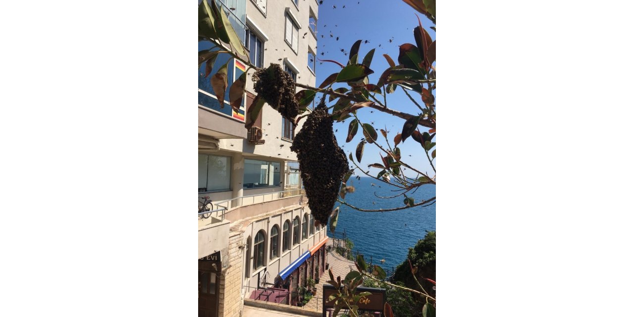 Antalya’da arı alarmı