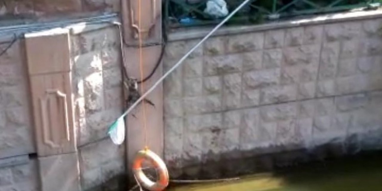 Suya düşen kediyi güvenlik görevlileri kurtardı