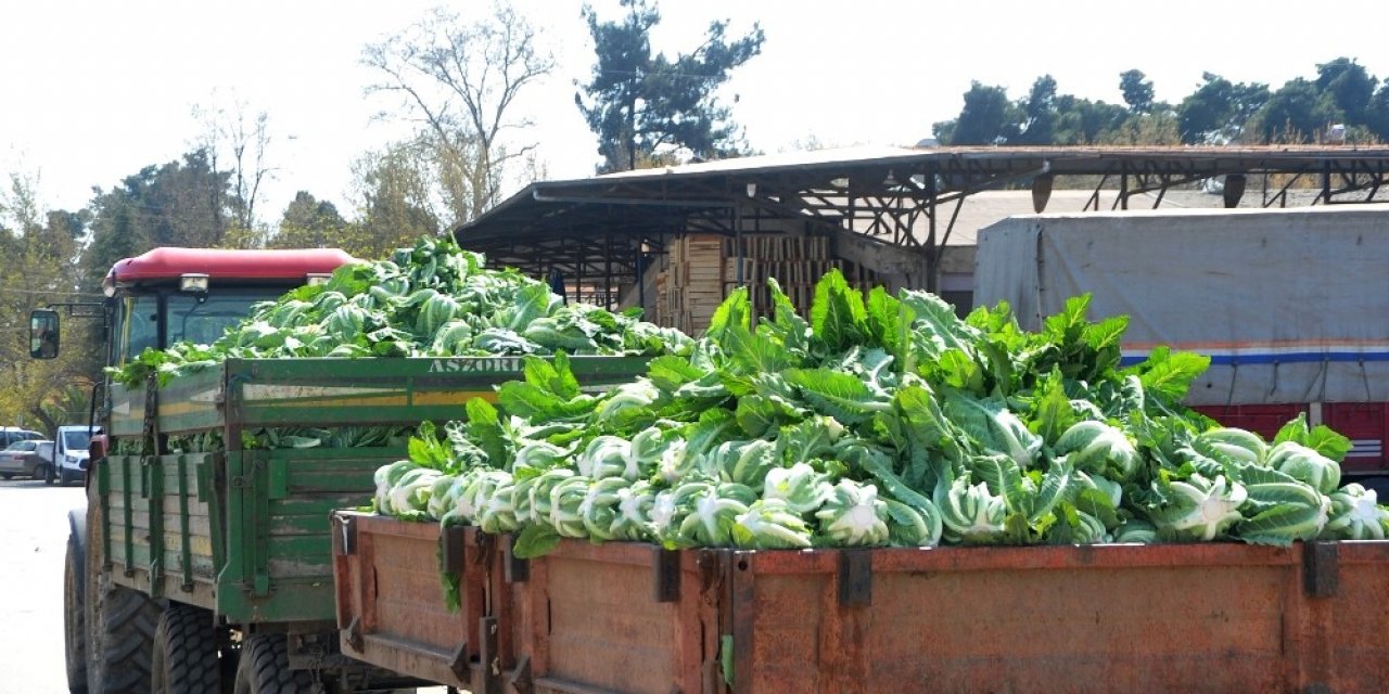 Bafra’da halden sebze sevkıyatı devam ediyor