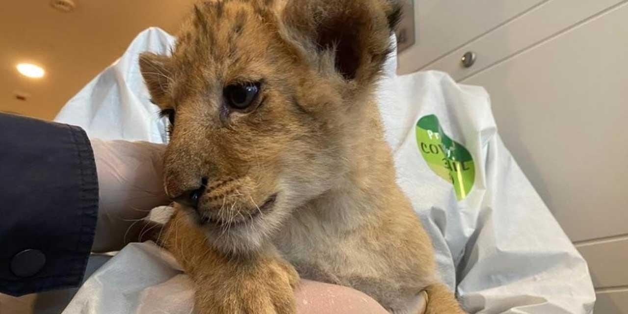 Bu hayvanlar İstanbul'da ele geçirildi