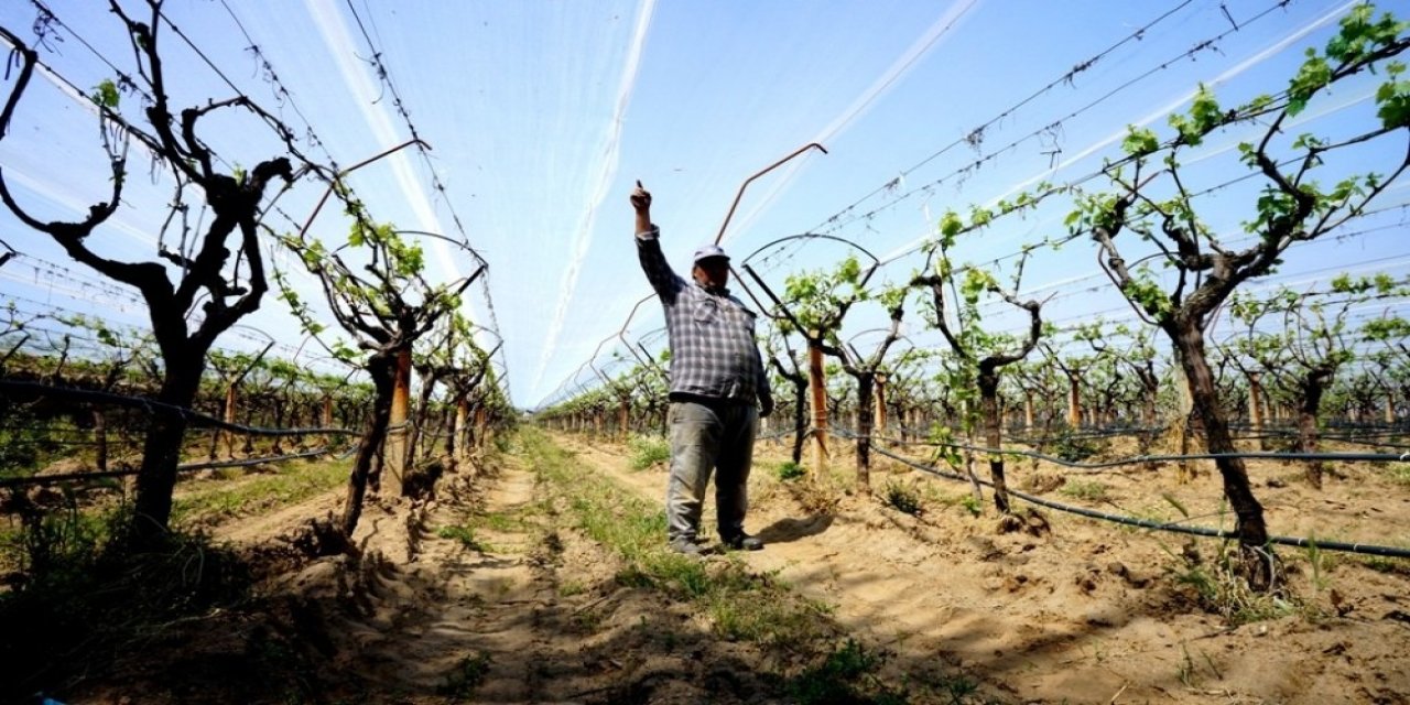 Üzüm bağlarında doluya karşı fileli önlem