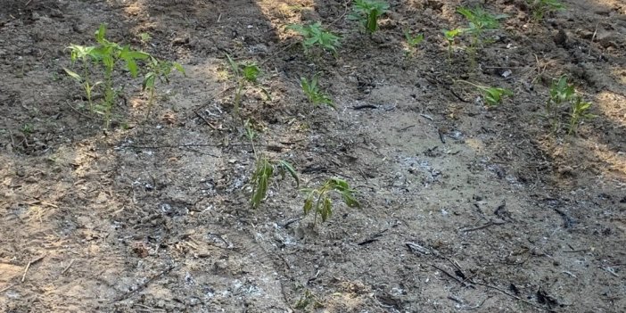 Gediz Nehri kenarında 55 kök kenevir ele geçirildi