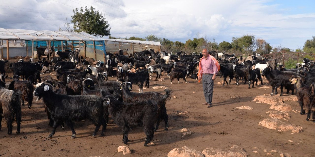 Yörükler, Hayvanlarımız Telef Olacak