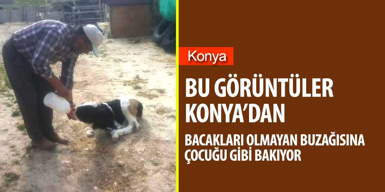 Konya Karapınar'da sakat buzağısına çocuk gibi bakan çiftçi dünyayı kendine hayran bıraktı