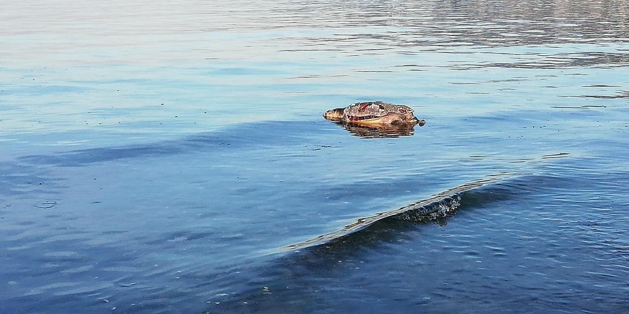 Türü yok olmak üzereydi o da kurtarılamadı
