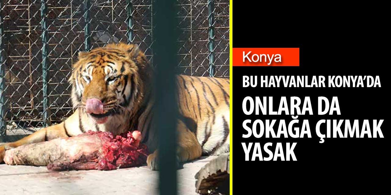 Konya Hayvanat bahçesinde son durum