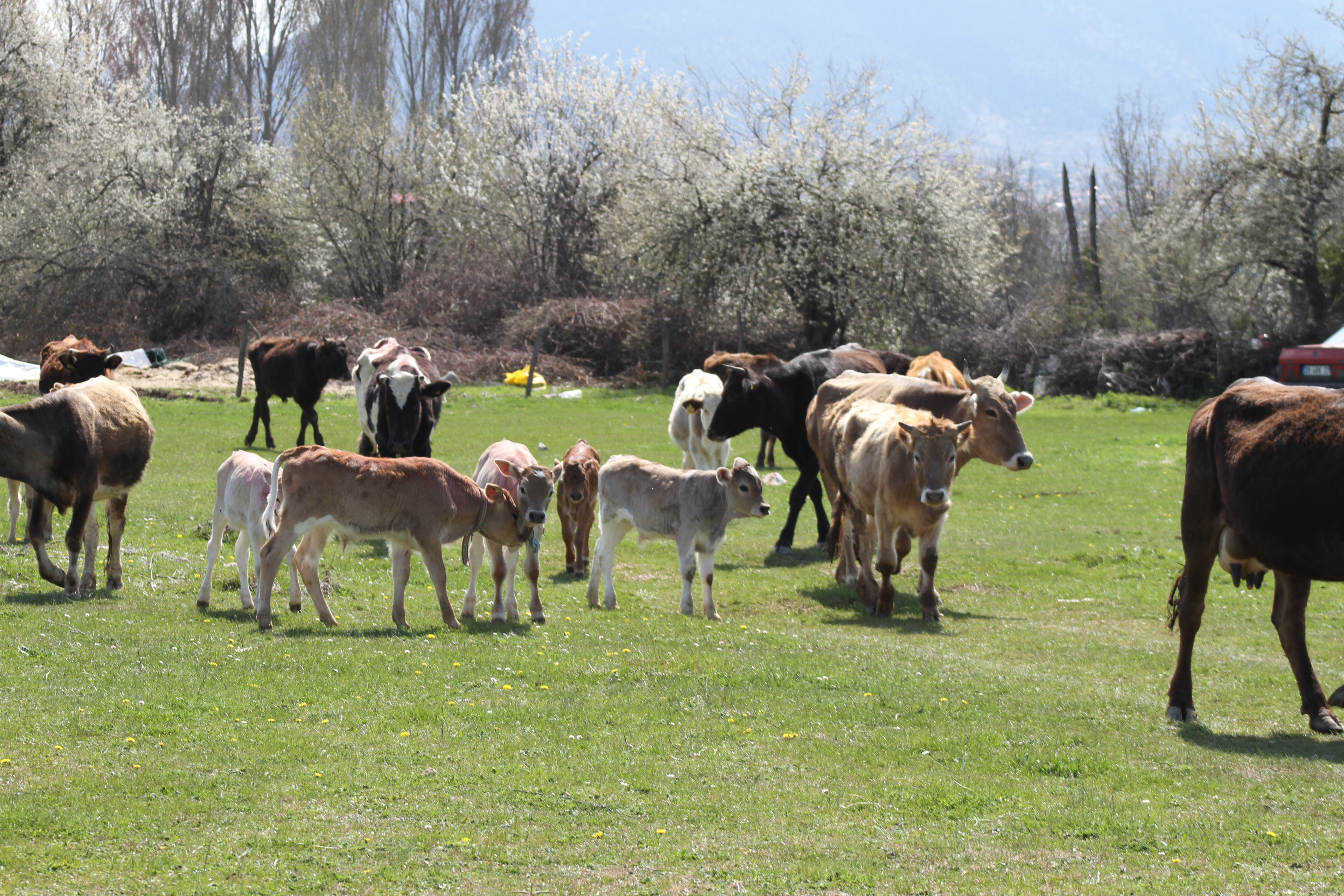 Buzağılar etrafa neşe saçıyor