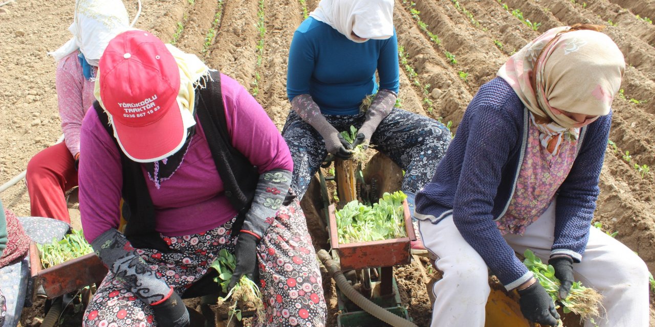 Türkiye'nin en büyük tütün tarlalarında dikim sezonu başladı