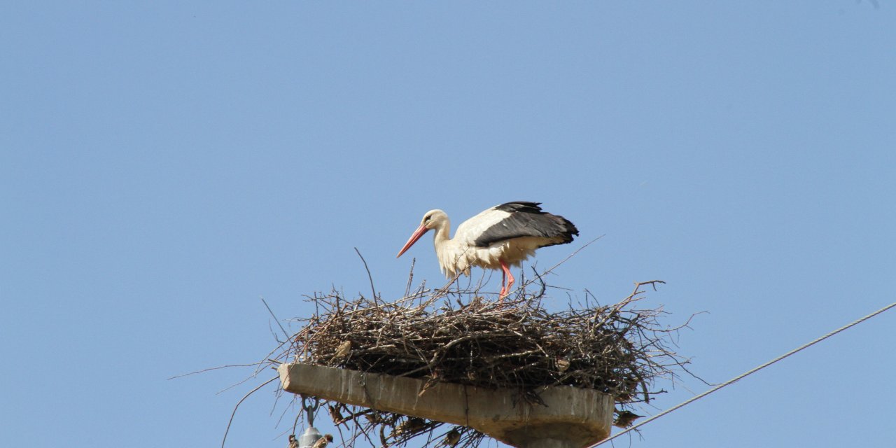 Beyşehir leyleklerle daha da renklendi