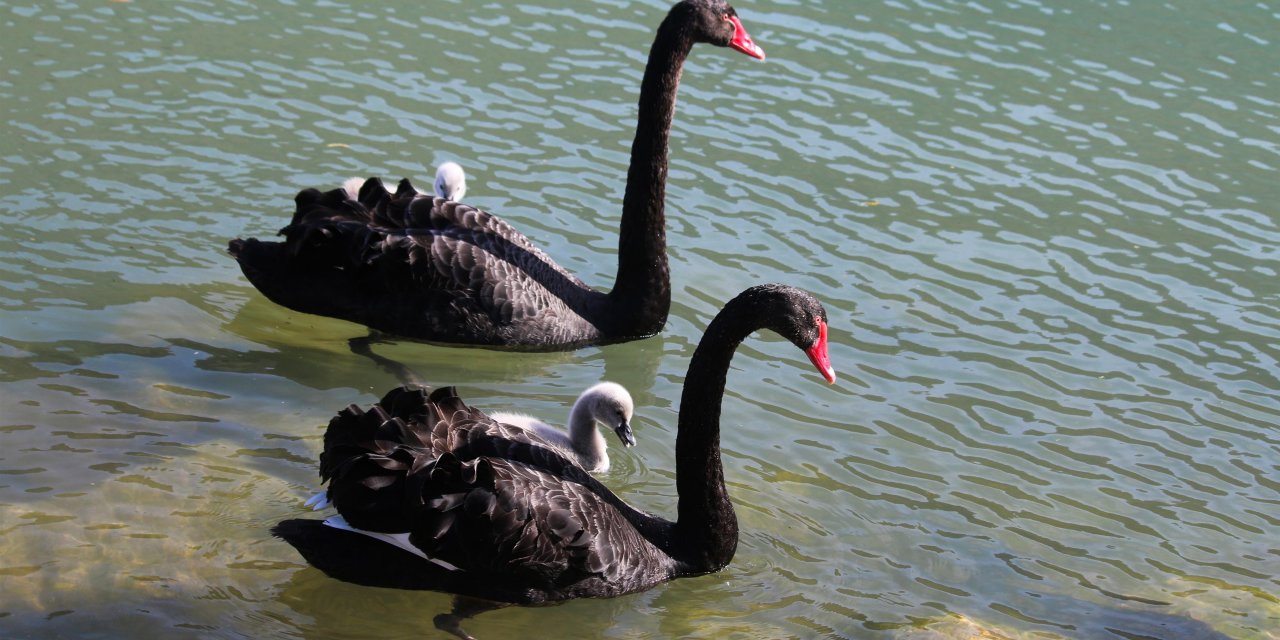 Kuğulu Park'ta renkli görüntüler! 'Kara Kuğular' yavruladı