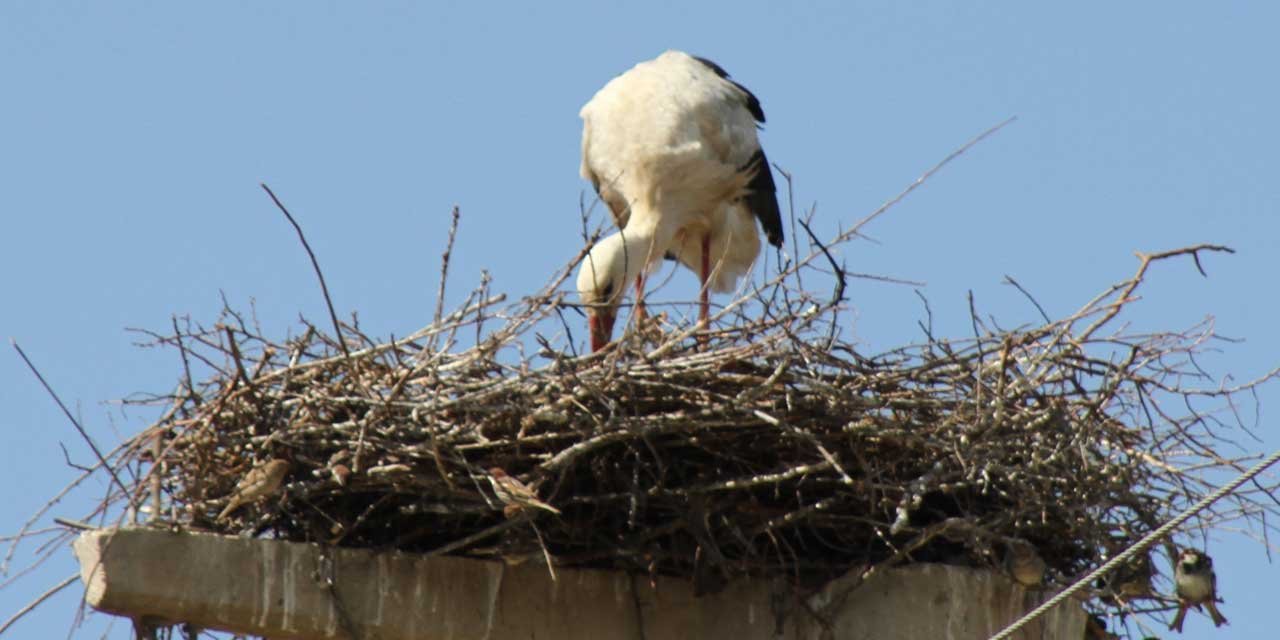 Konya'nın alışılmış göçmenlerinin Beyşehir molası