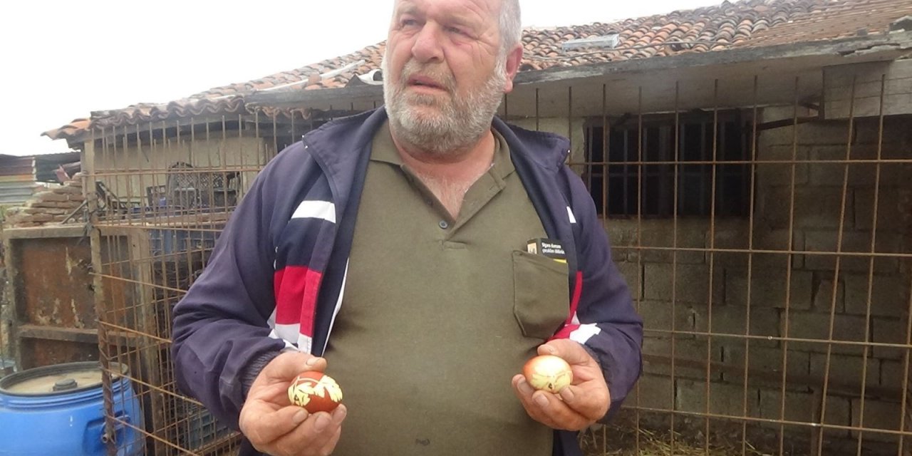 Maydanozla Beslene Tavukların Yumurtaları Böyle Çıktı