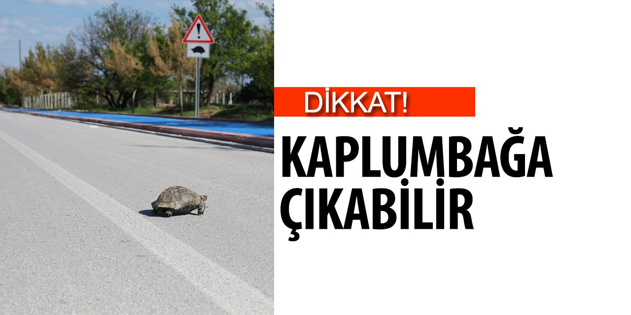 Dikkat!  Kaplumbağa Çıkabilir