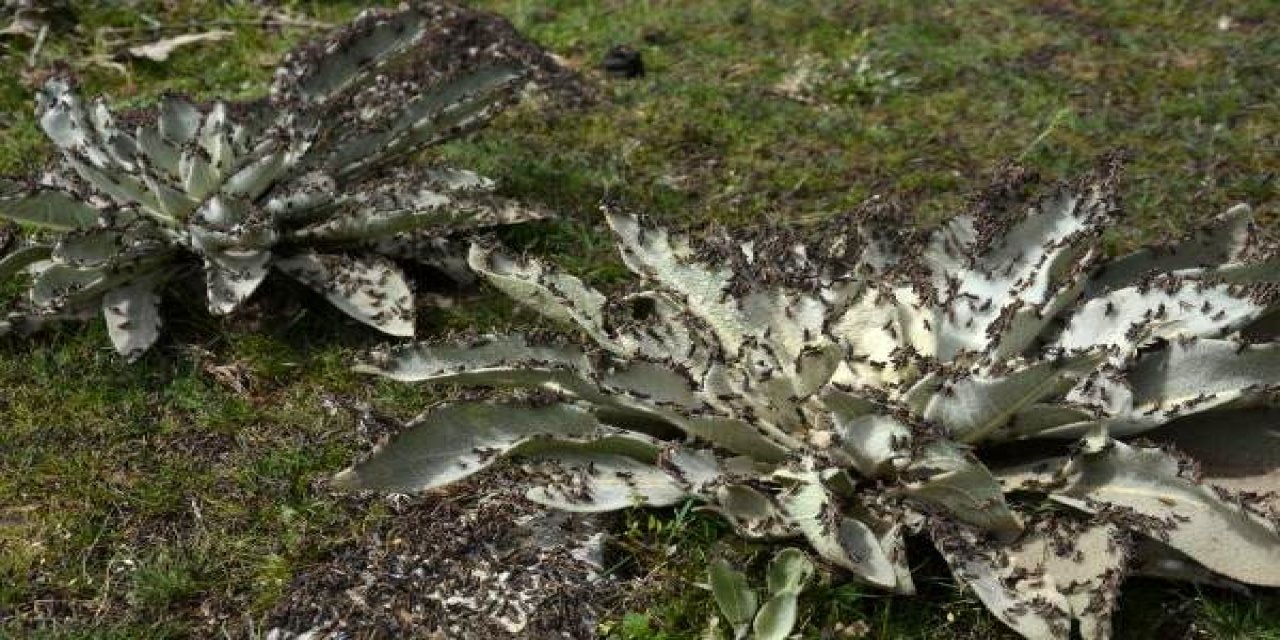 Şanlıurfa’ya Çekirge İstilası!