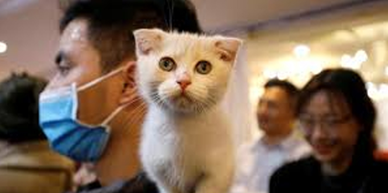 İki ev kedisinde koronavirüs tespit edildi