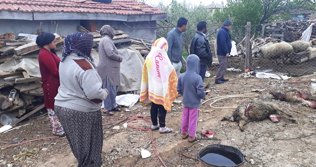 Konya’da iki kurt ağıla girdi! 20 koyunu telef olan aile göz yaşlarına boğuldu
